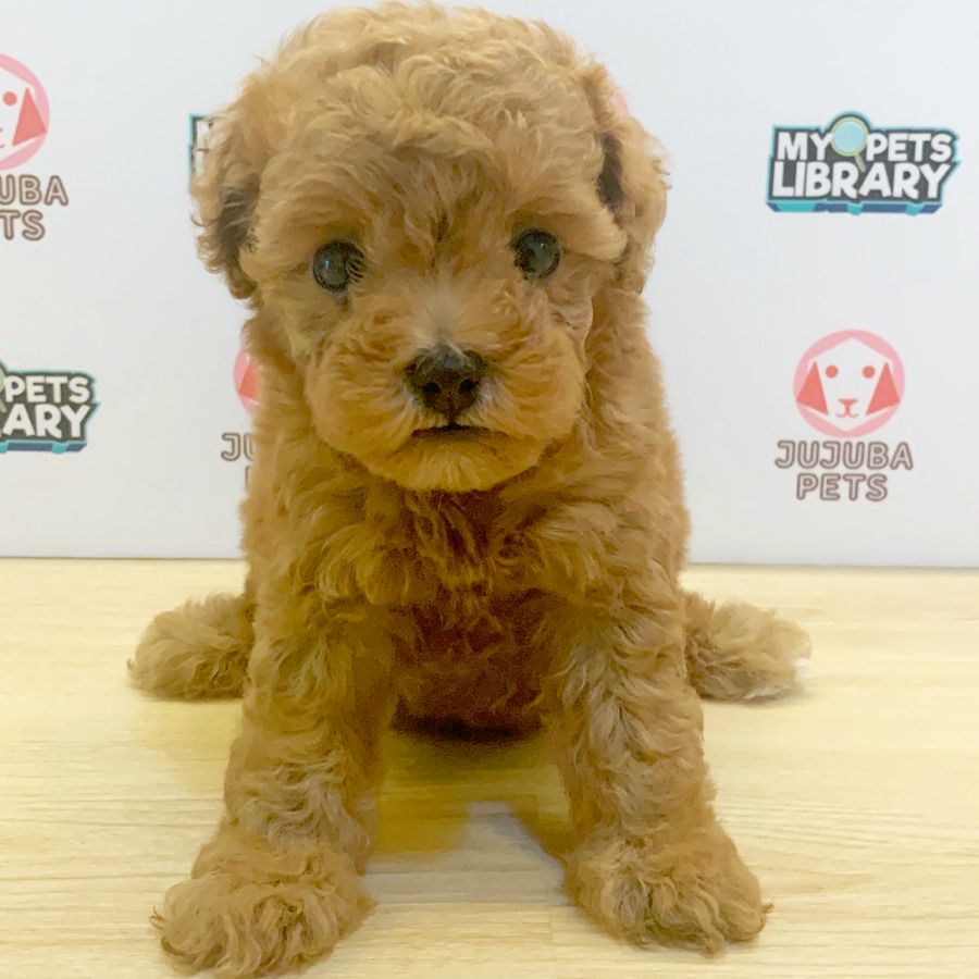 Toy Poodle Puppy (Female) For Sale