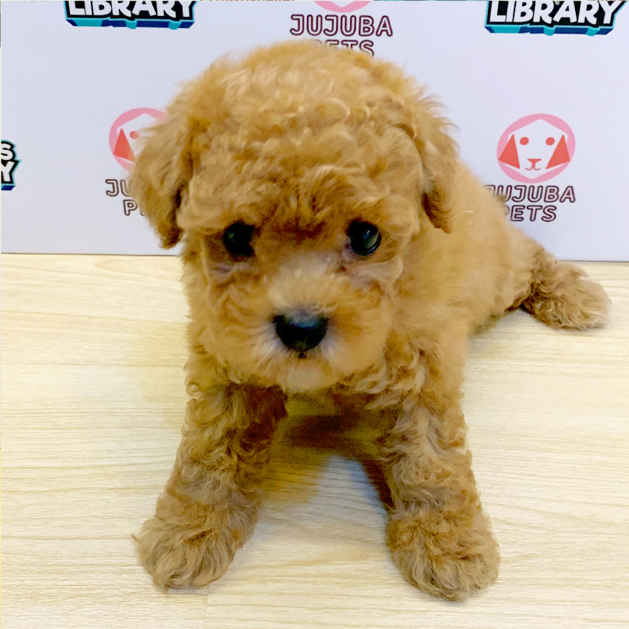 Toy Poodle Puppy (Female) For Sale