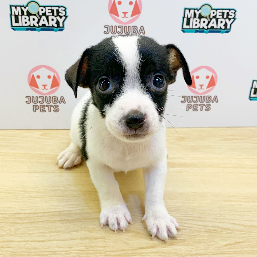 Jack Russell Puppy (Male) For Sale