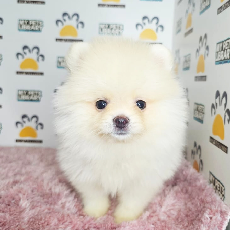 Tiny Pomeranian Puppy (Female) For Sale