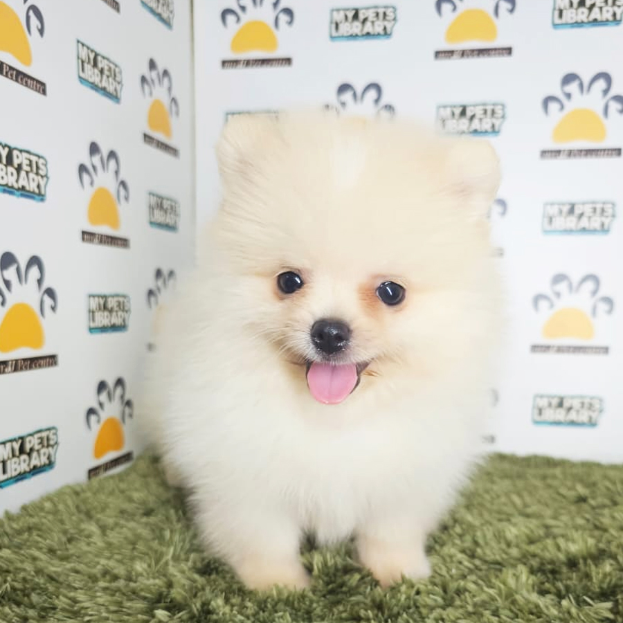 Tiny Pomeranian Puppy (Male) For Sale