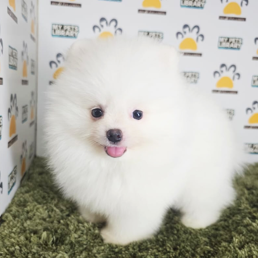 Tiny Pomeranian Puppy (Male) For Sale
