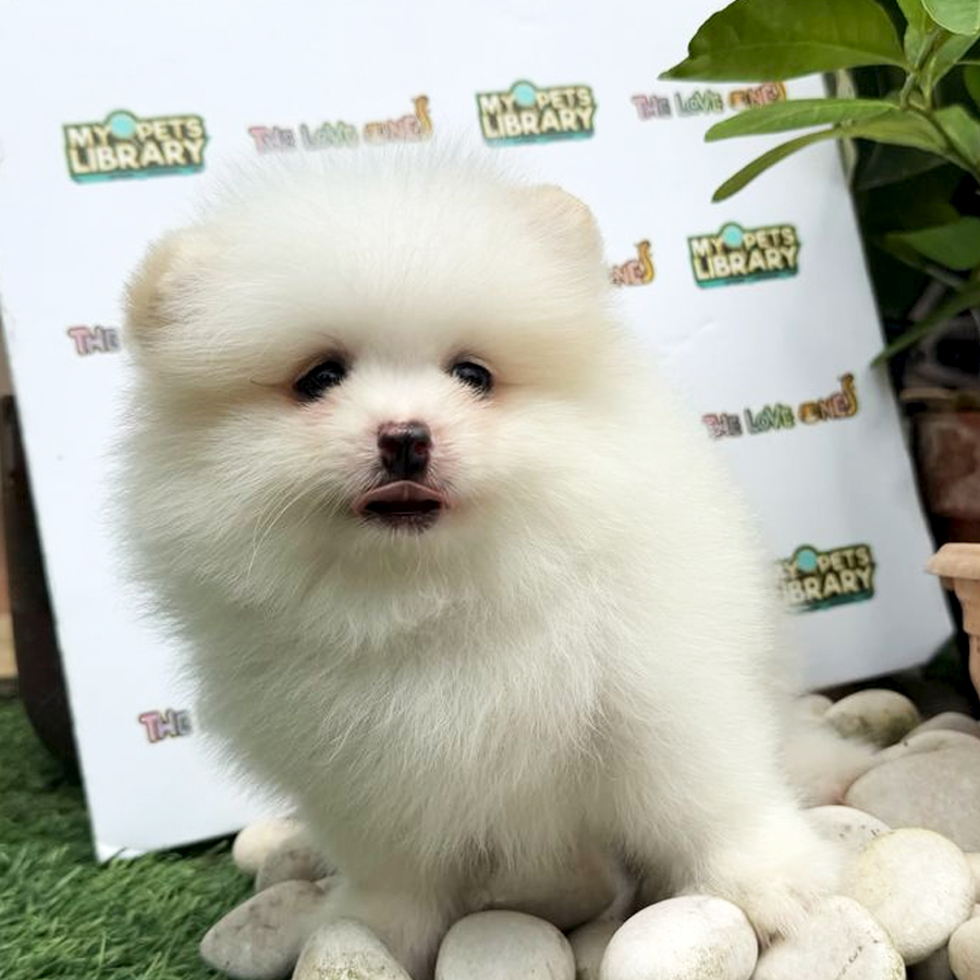 Tiny Pomeranian Puppy (Female) For Sale