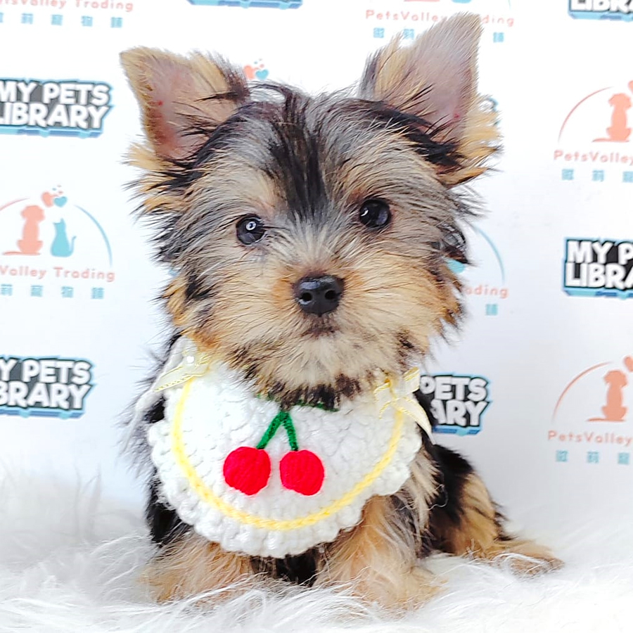 Yorkshire Terrier Puppy (Male) For Sale