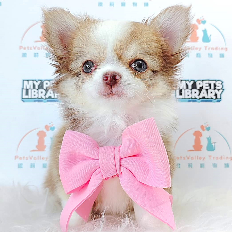 Long Coat  Chihuahua Puppy (Male) For Sale
