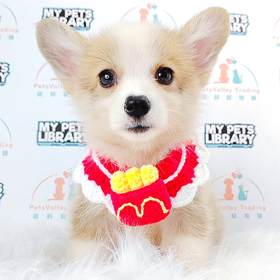 Welsh Corgi Puppy (Female) For Sale