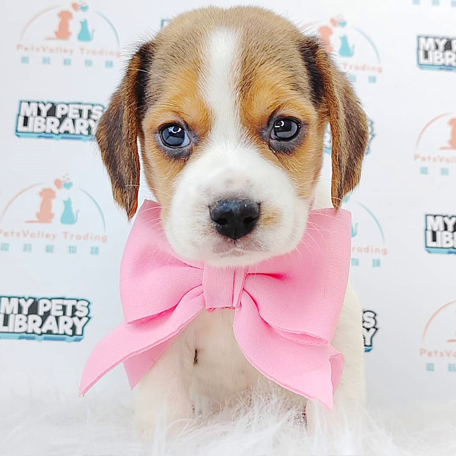 Beagle Puppy (Female) For Sale
