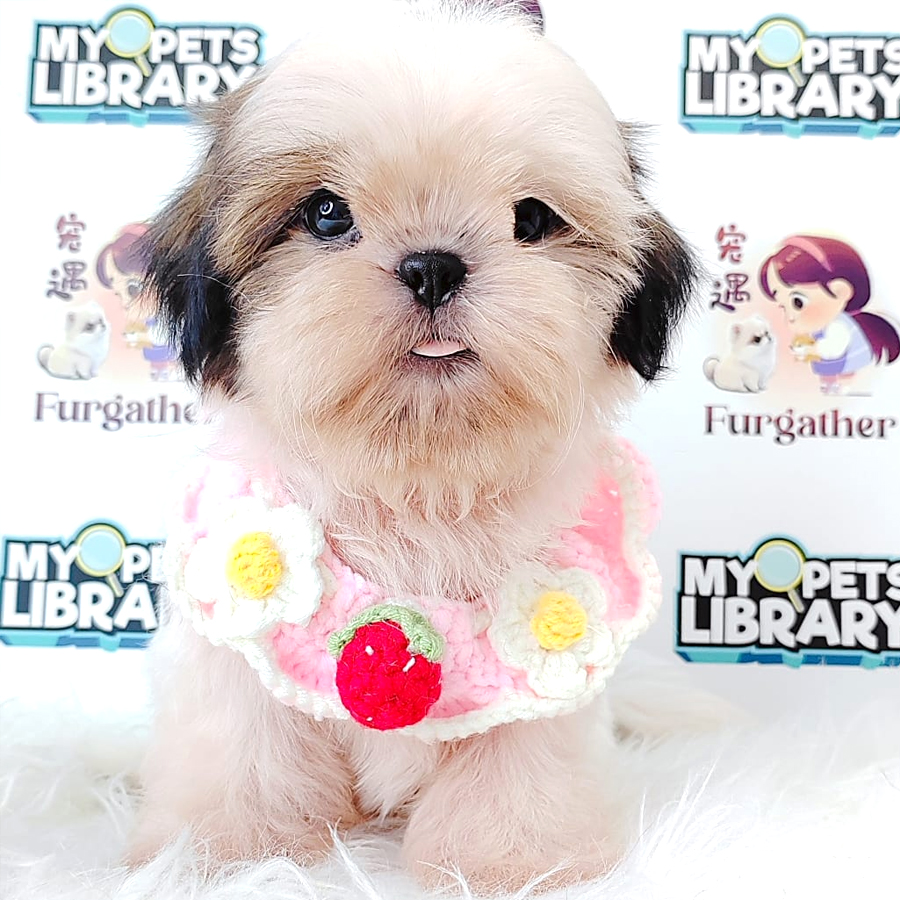 Shih Tzu Puppy (Female) For Sale