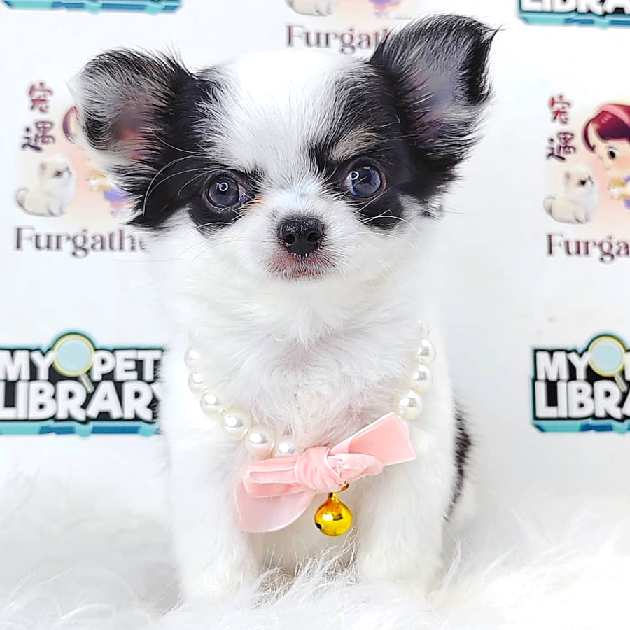Long coat Chihuahua Puppy (Female) For Sale