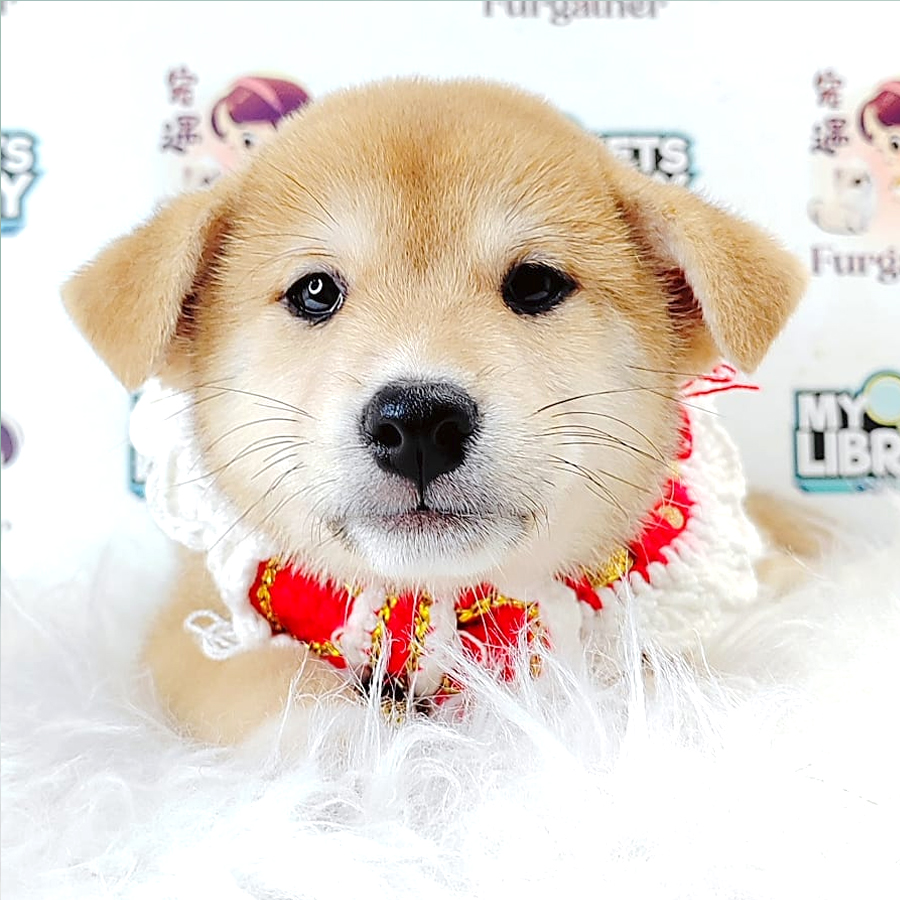 Shiba Inu Puppy (Male) For Sale