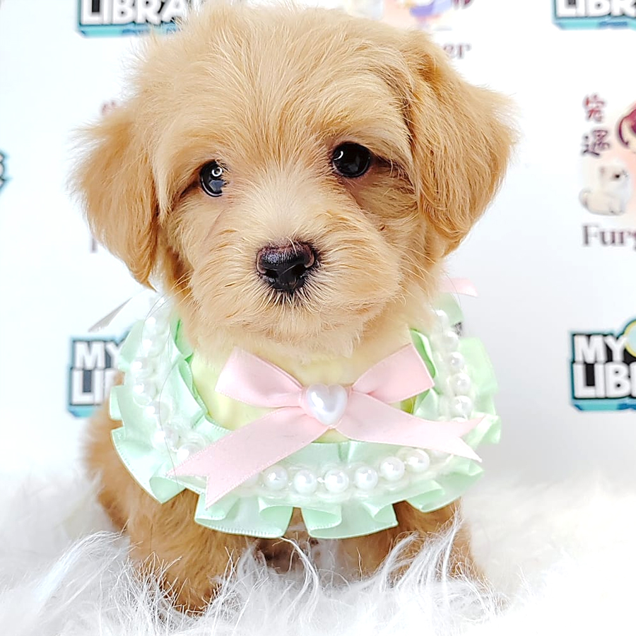 Maltipoo Puppy (Male) For Sale