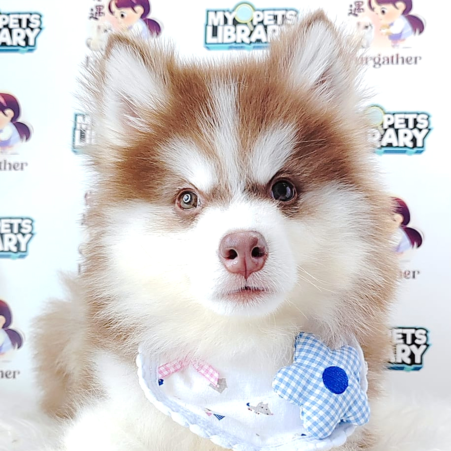 Wooly Husky Puppy (Male) For Sale