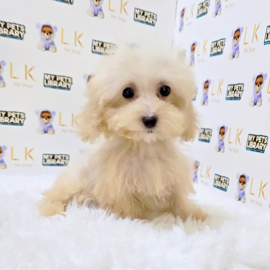 Tiny Maltipoo Puppy (Female) For Sale