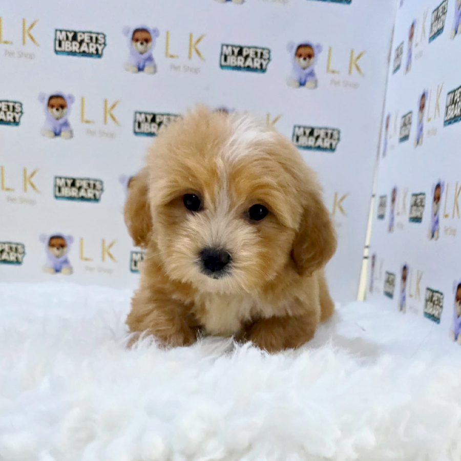 Cavapoo Puppy (Female) For Sale