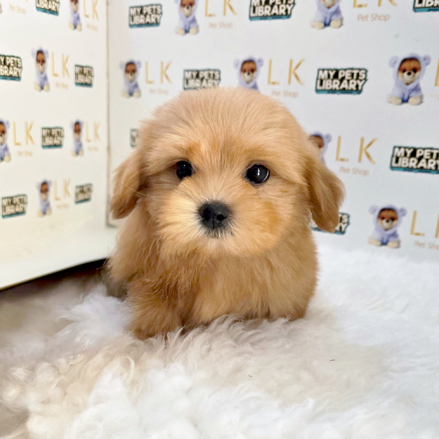 Maltipoo Puppy (Male) For Sale