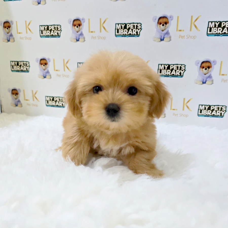 Maltipoo Puppy (Female) For Sale