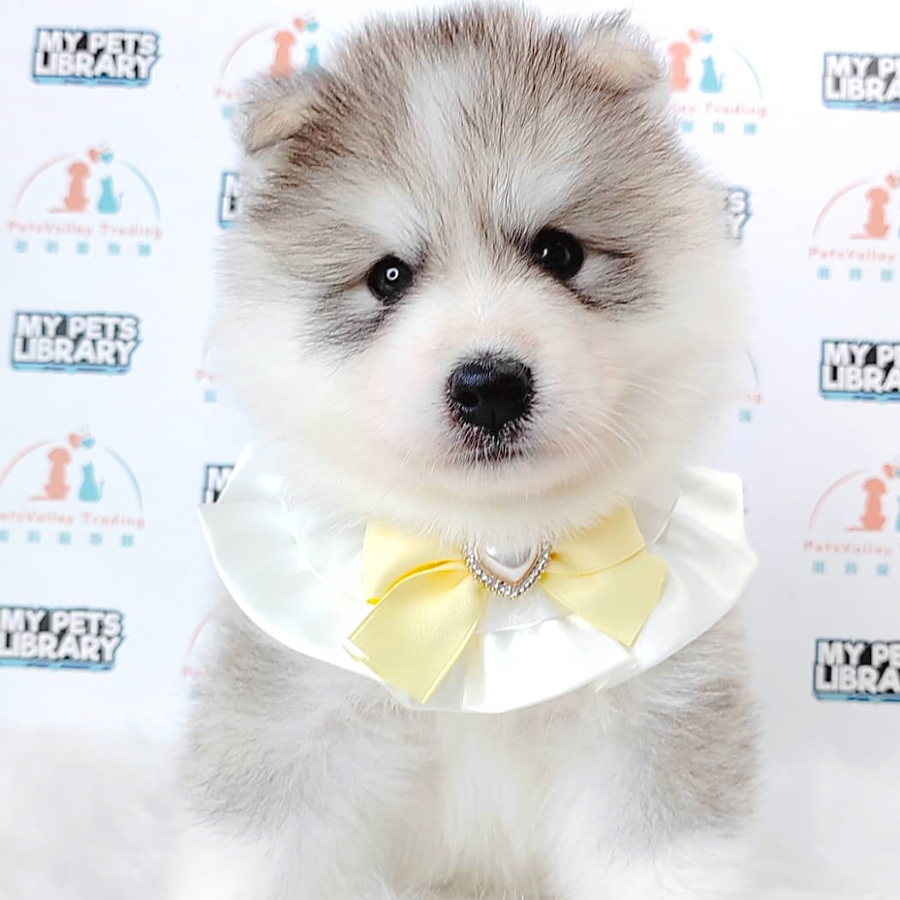 Wooly Husky Puppy (Male) For Sale