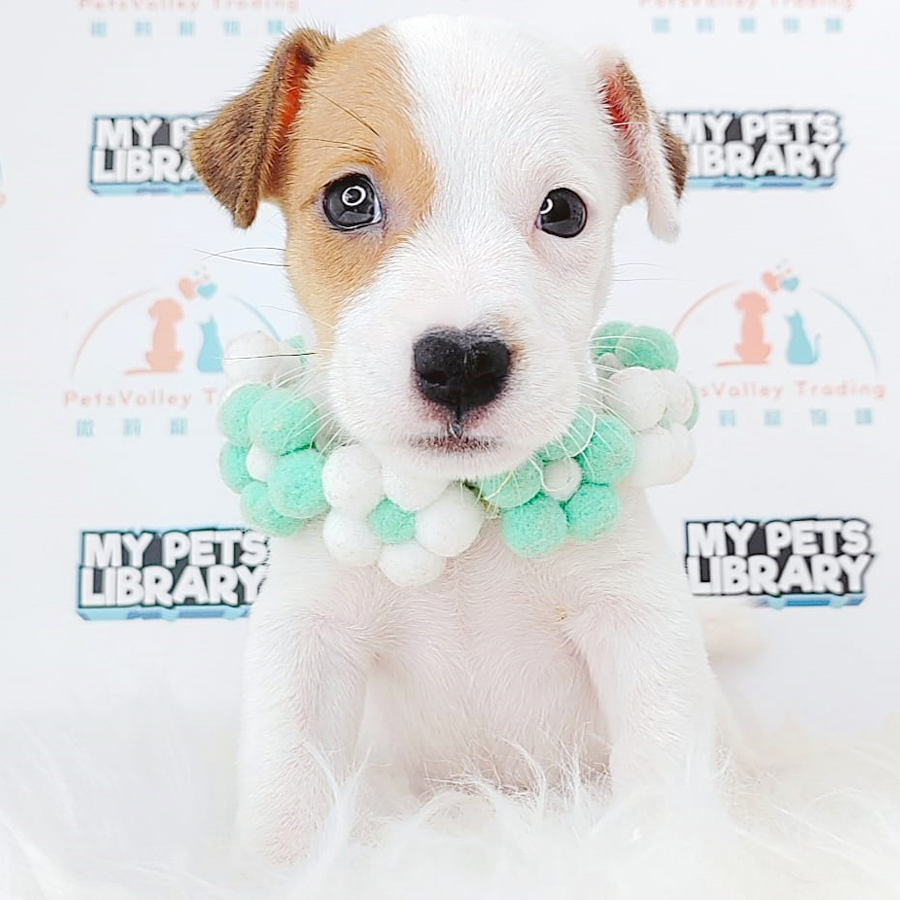 Jack Russell Puppy (Male) For Sale