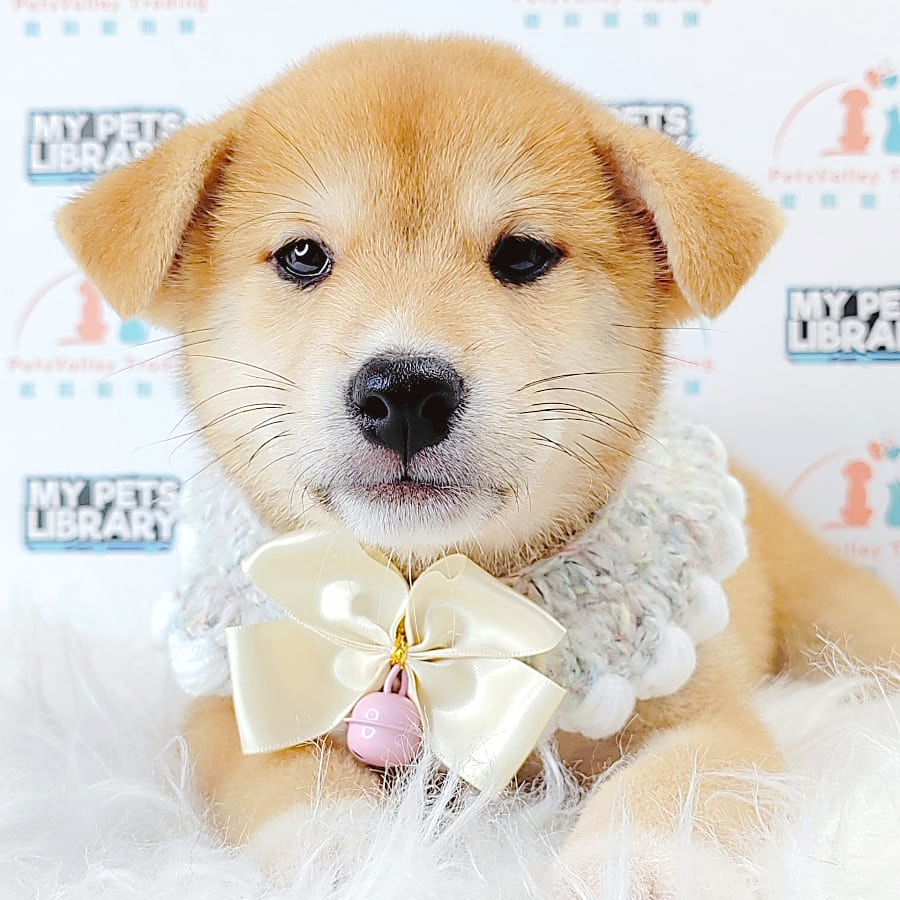 Shiba Inu Puppy (Male) For Sale
