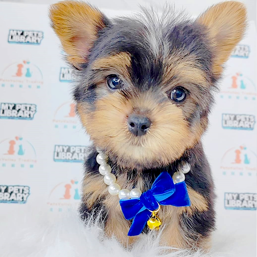 Yorkshire Terrier Puppy (Male) For Sale