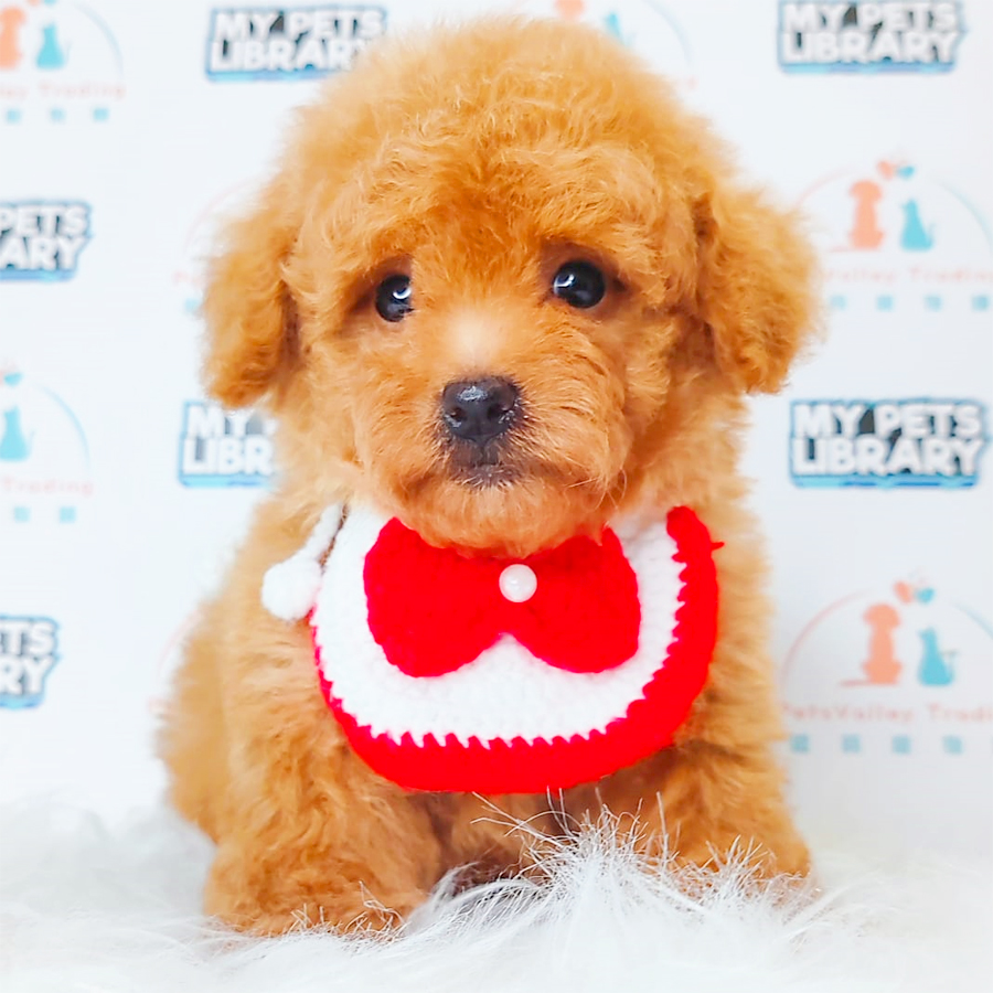 Toy Poodle Puppy (Male) For Sale