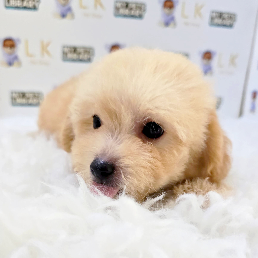 Tiny Maltipoo Puppy (Female) For Sale
