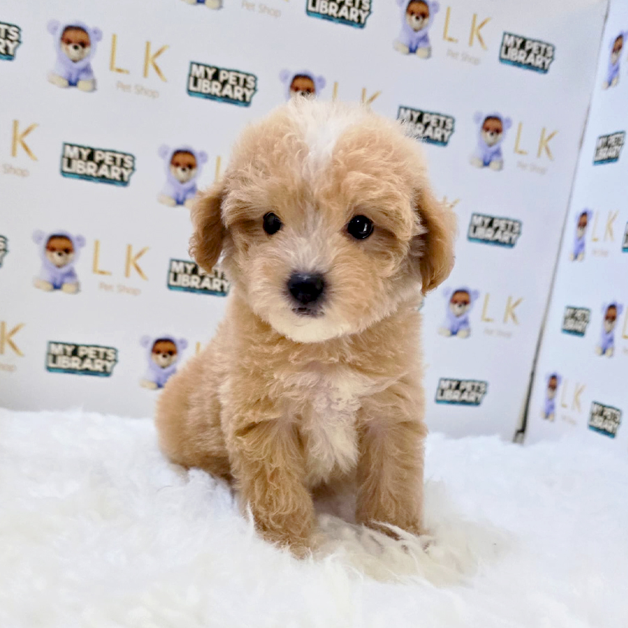 Cavamaltipoo Puppy (Male) For Sale