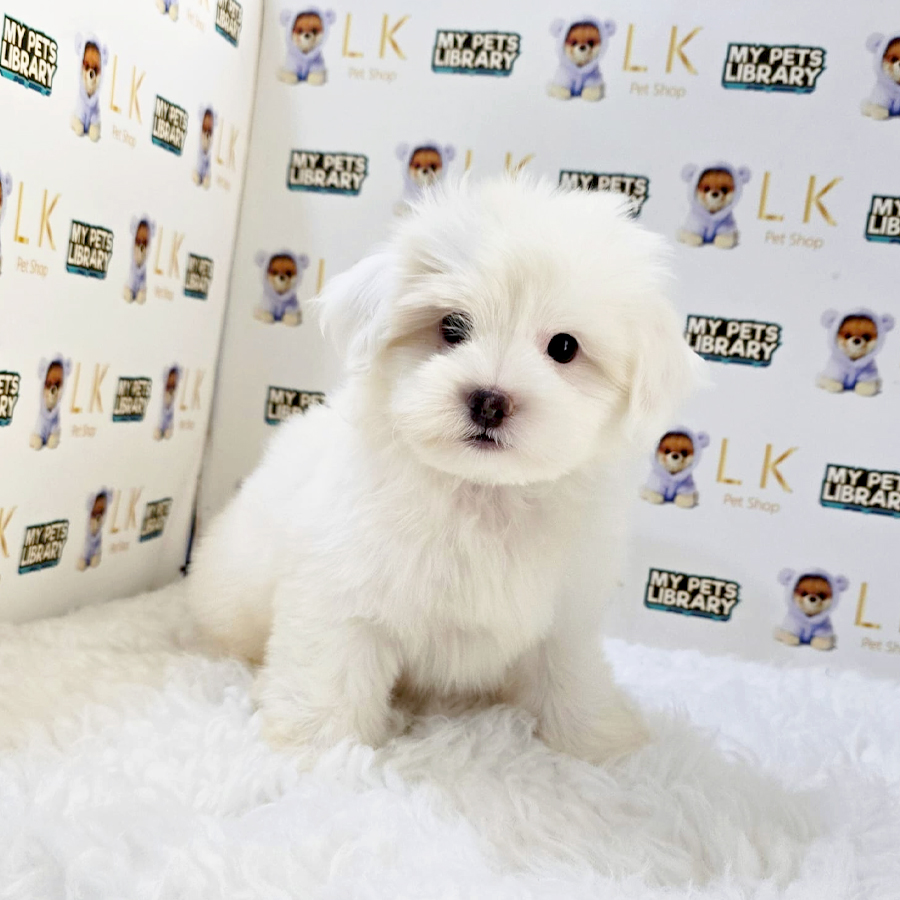 Maltipoo Puppy (Male) For Sale