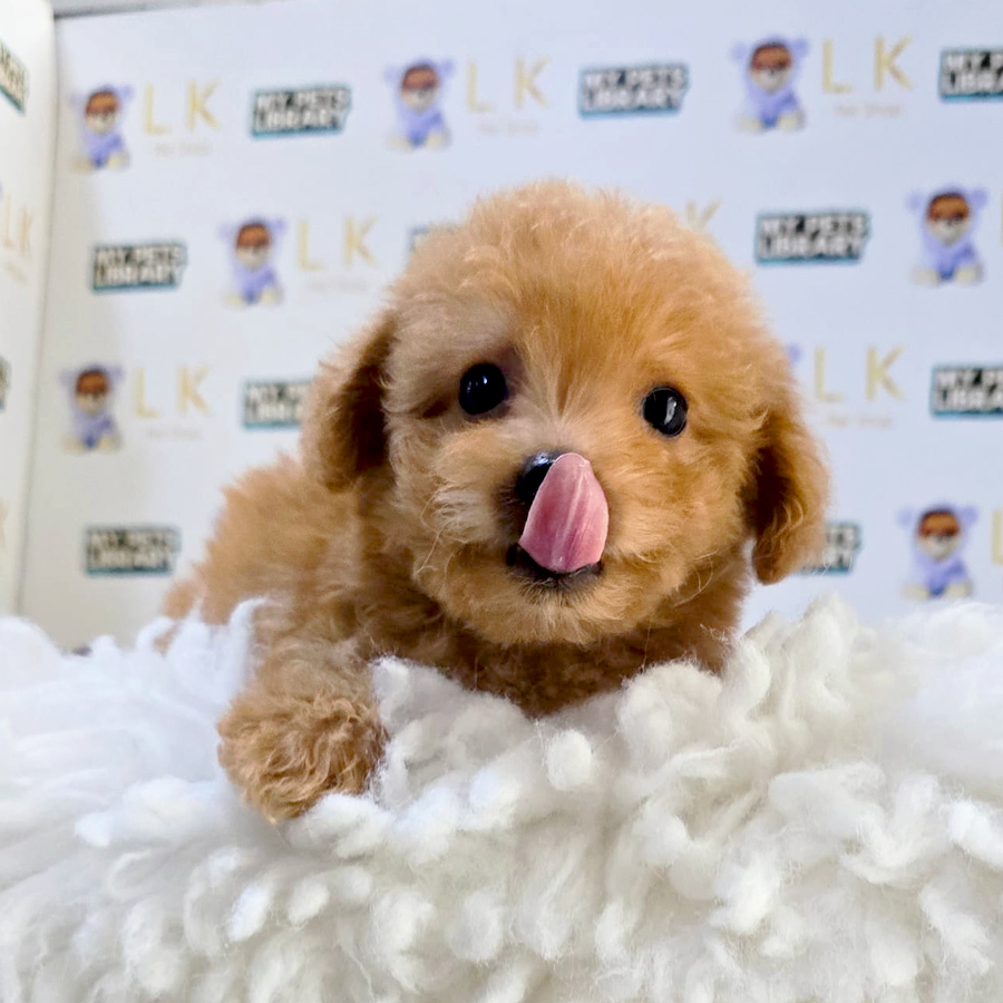 Tiny Maltipoo Puppy (Female) For Sale