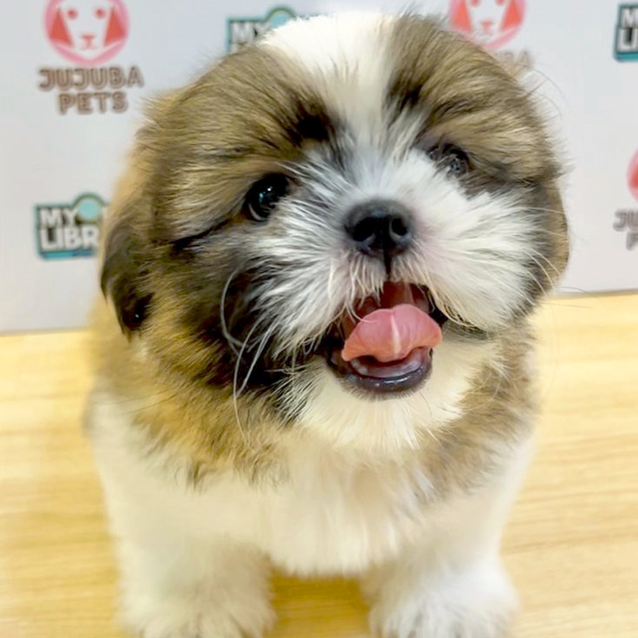 Shih Tzu Puppy (Male) For Sale