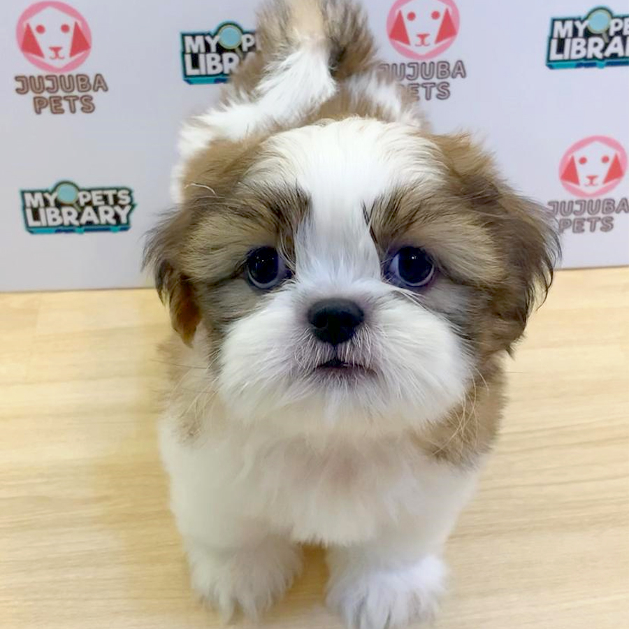 Shih Tzu Puppy (Female) For Sale