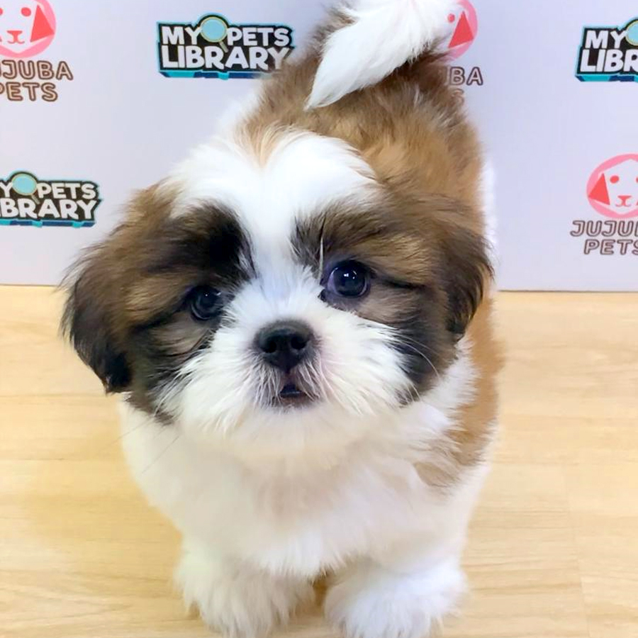 Shih Tzu Puppy (Female) For Sale
