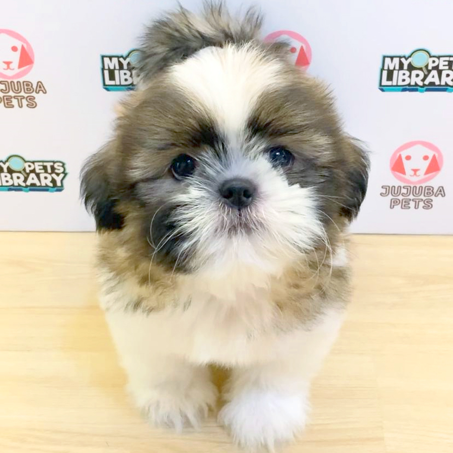 Shih Tzu Puppy (Male) For Sale