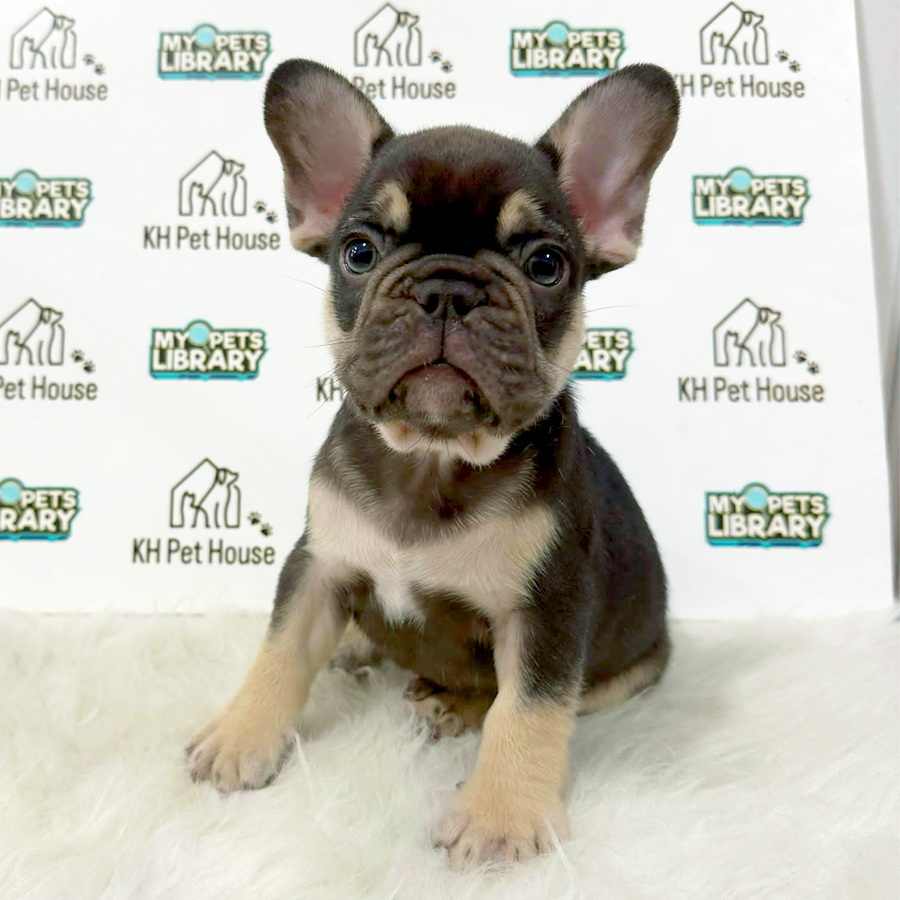 French Bulldog Puppy (Male) For Sale