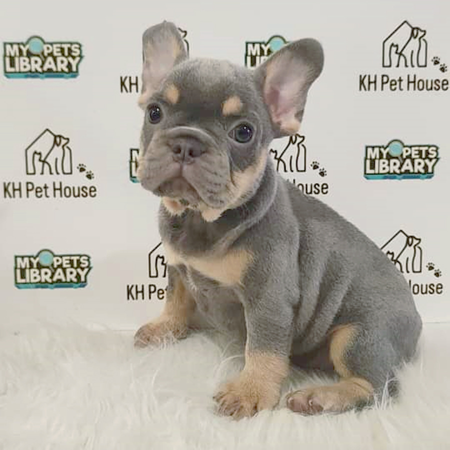 French Bulldog Puppy (Female) For Sale