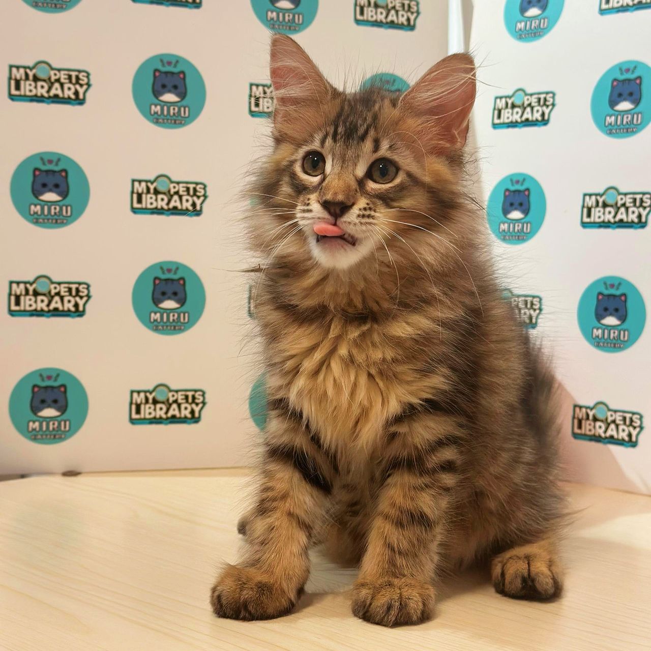 Maine Coon Kitten (Male) For Sale
