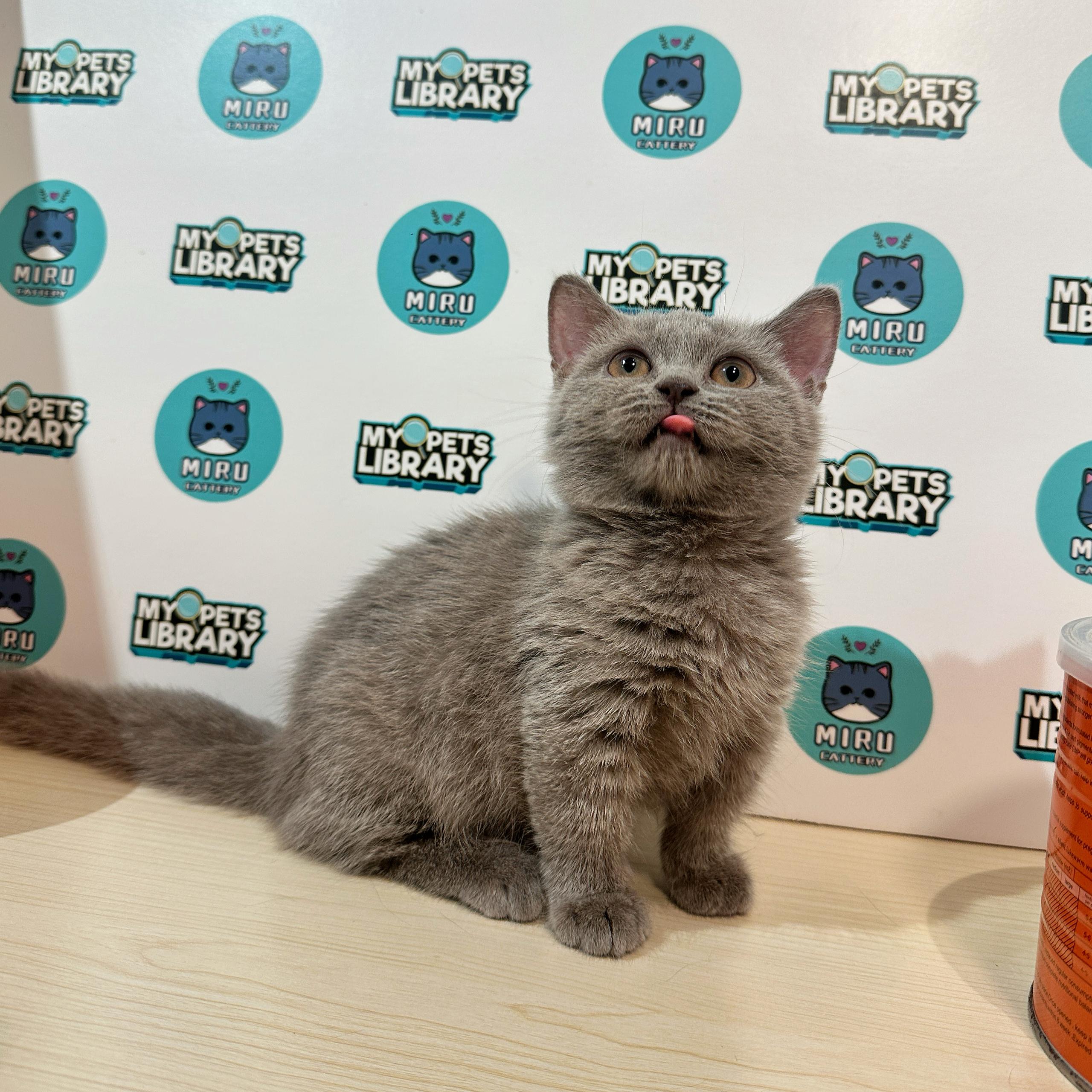 Munchkin British Shorthair Kitten (Female) For Sale