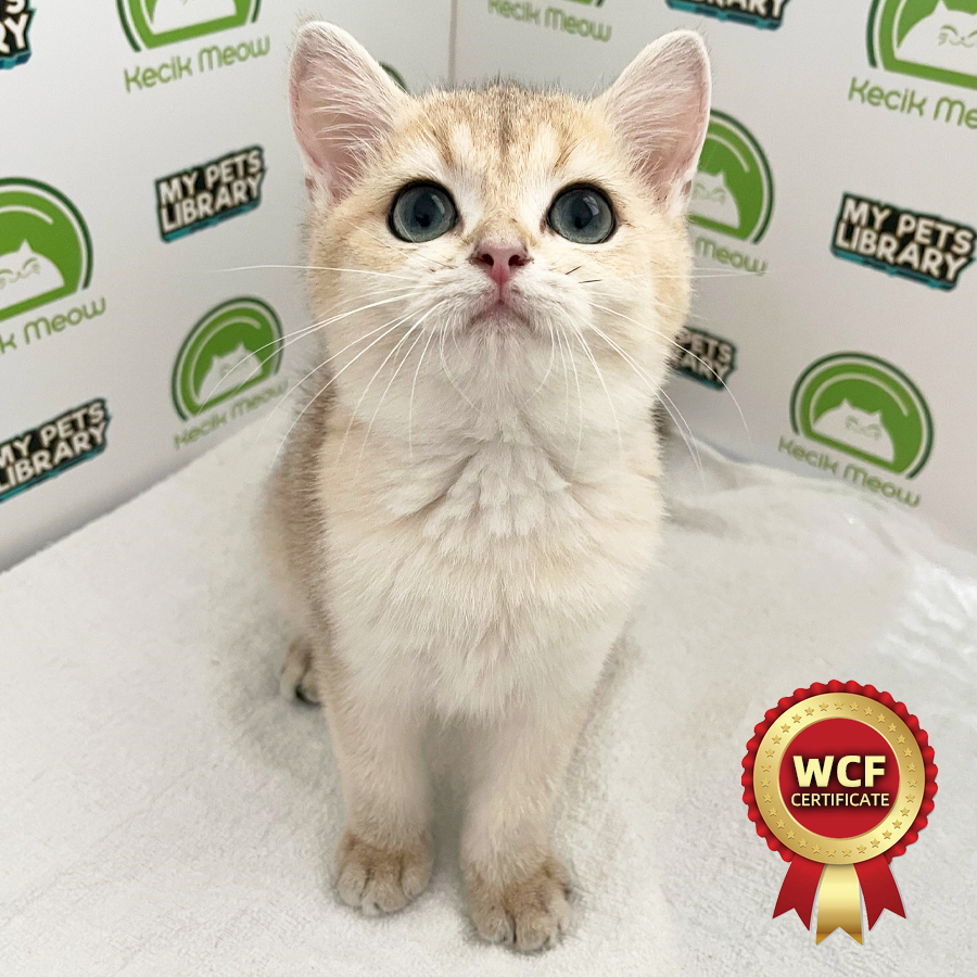 WCF British Shorthair Kitten (Female) For Sale