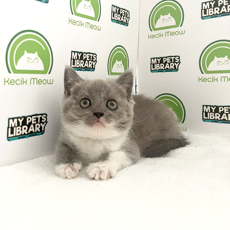 British Shorthair Kitten (Female) For Sale