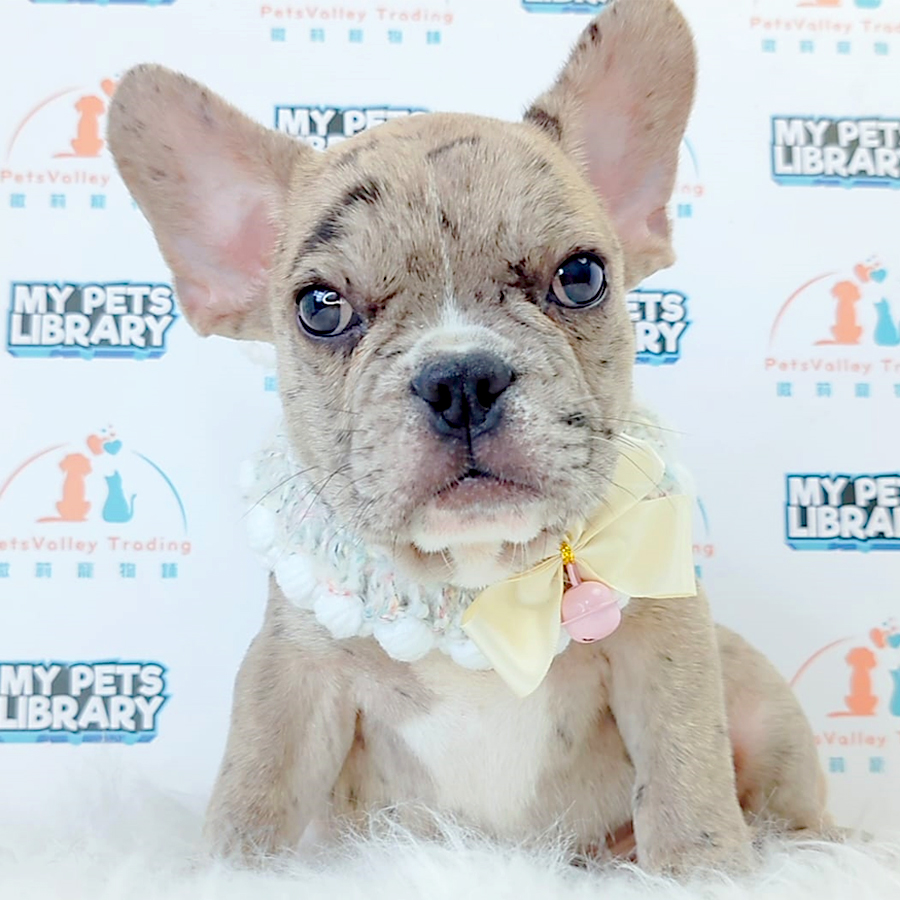 French Bulldog Puppy (Male) For Sale