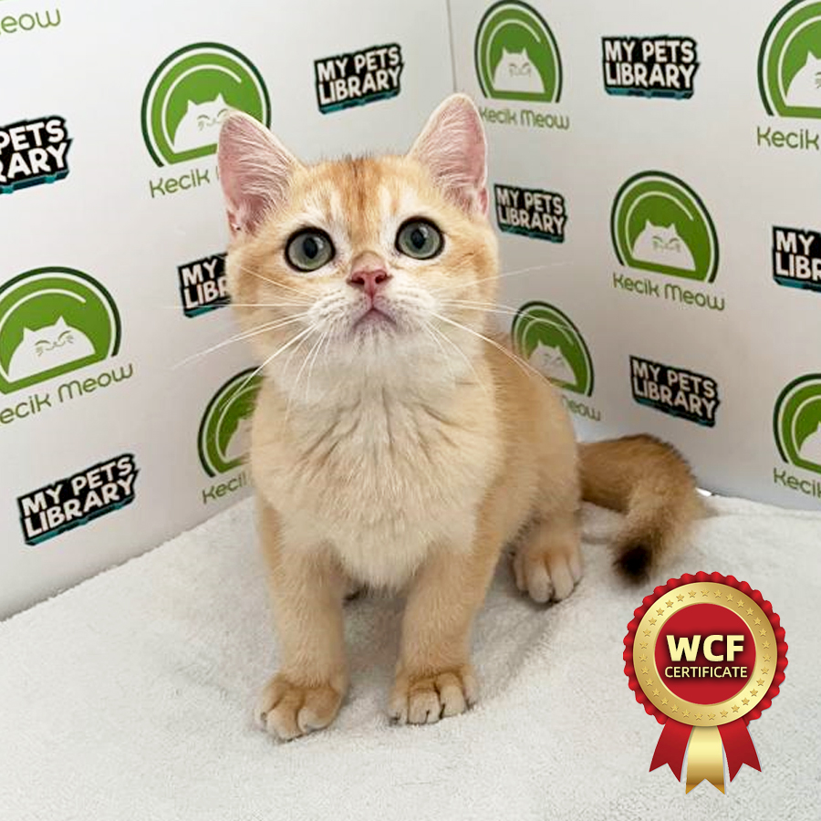 WCF British Shorthair Kitten (Male) For Sale