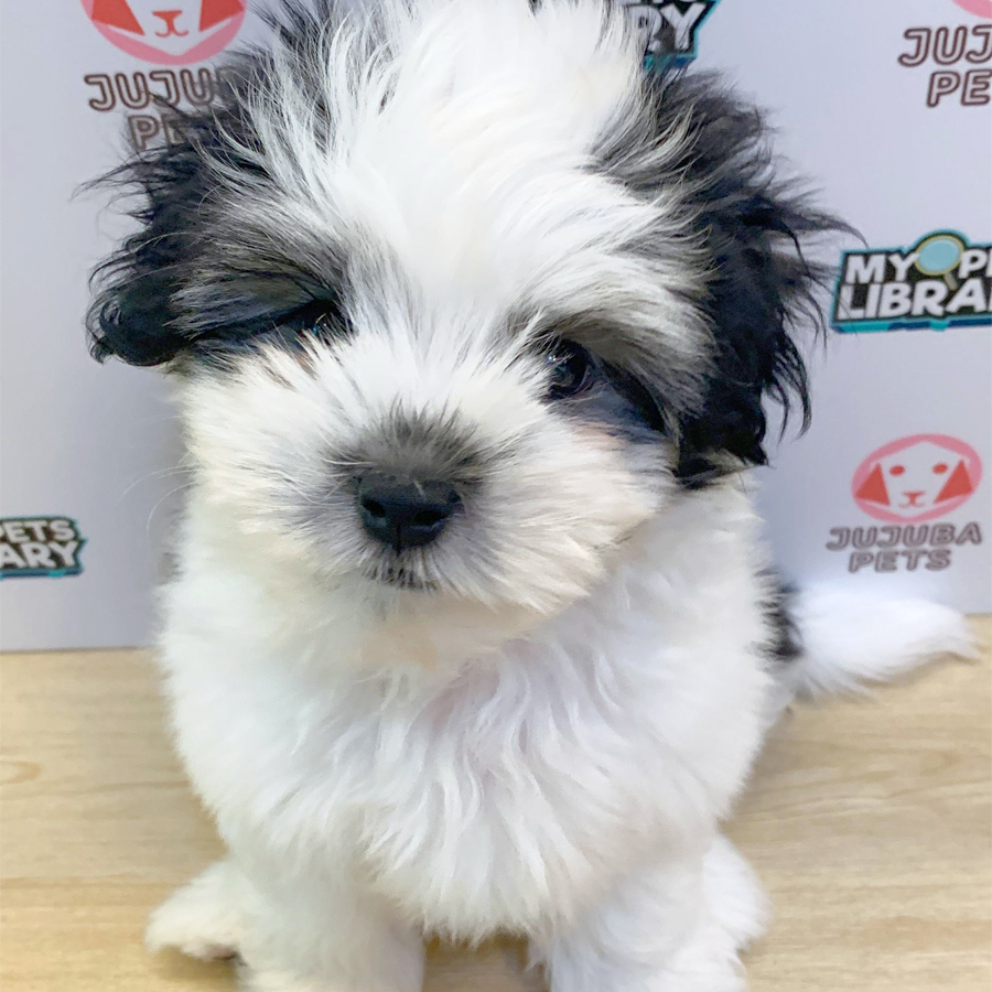 Malshipoo Puppy (Male) For Sale