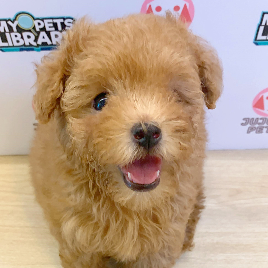 Toy Poodle Puppy (Female) For Sale