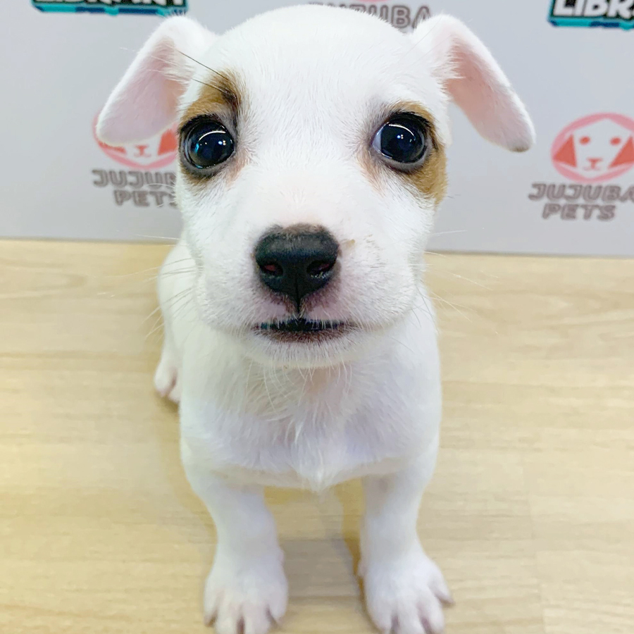 Jack Russell Puppy (Male) For Sale