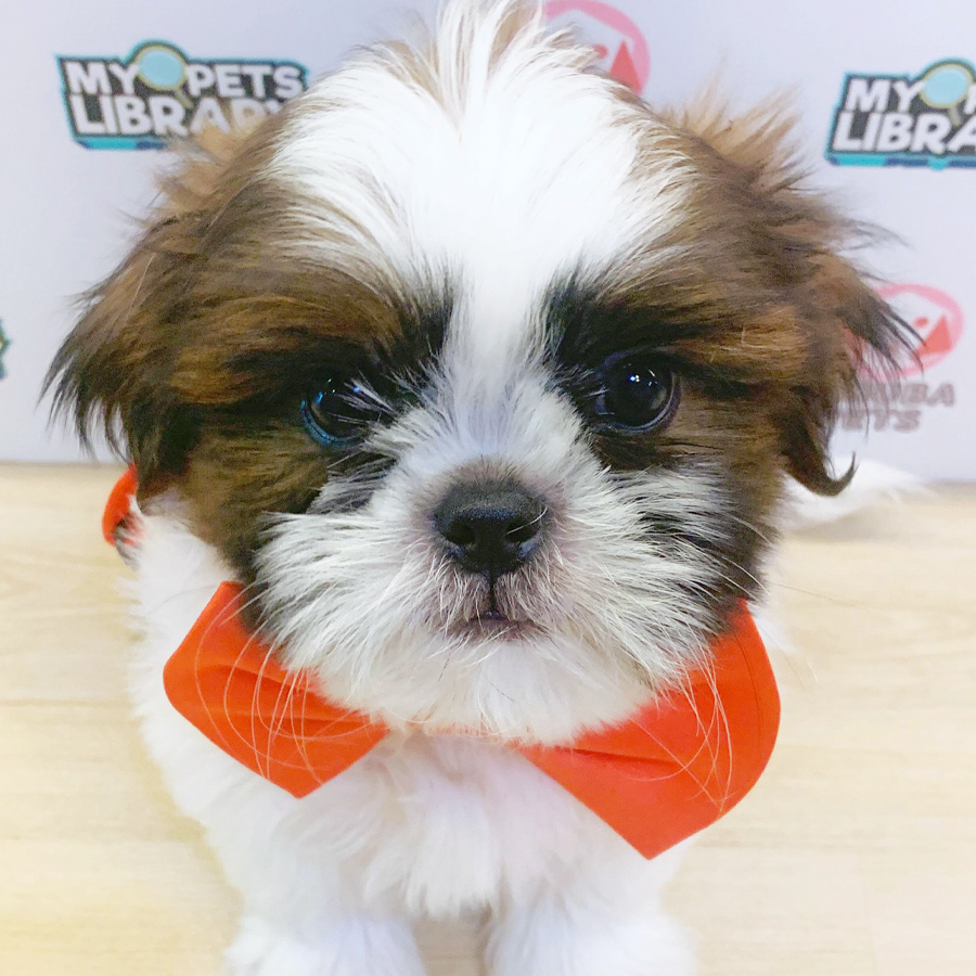 Shih Tzu Puppy (Male) For Sale