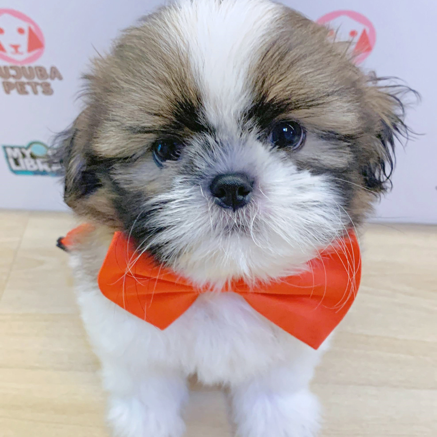 Shih Tzu Puppy (Male) For Sale