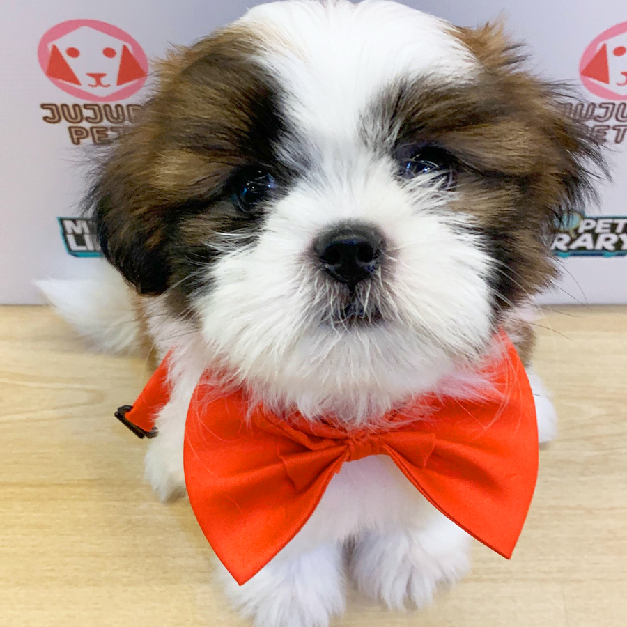 Shih Tzu Puppy (Female) For Sale