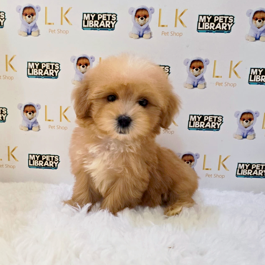 Maltipoo Puppy (Female) For Sale