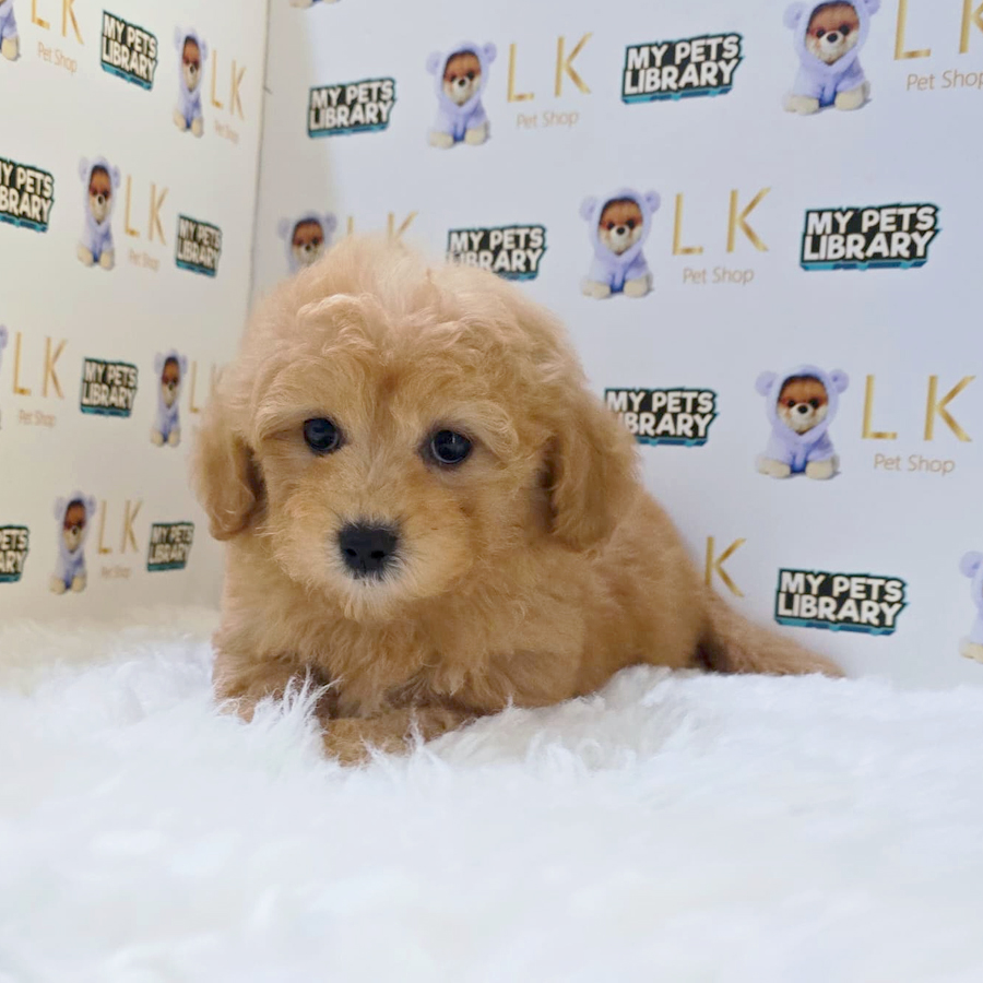 Maltipoo Puppy (Female) For Sale