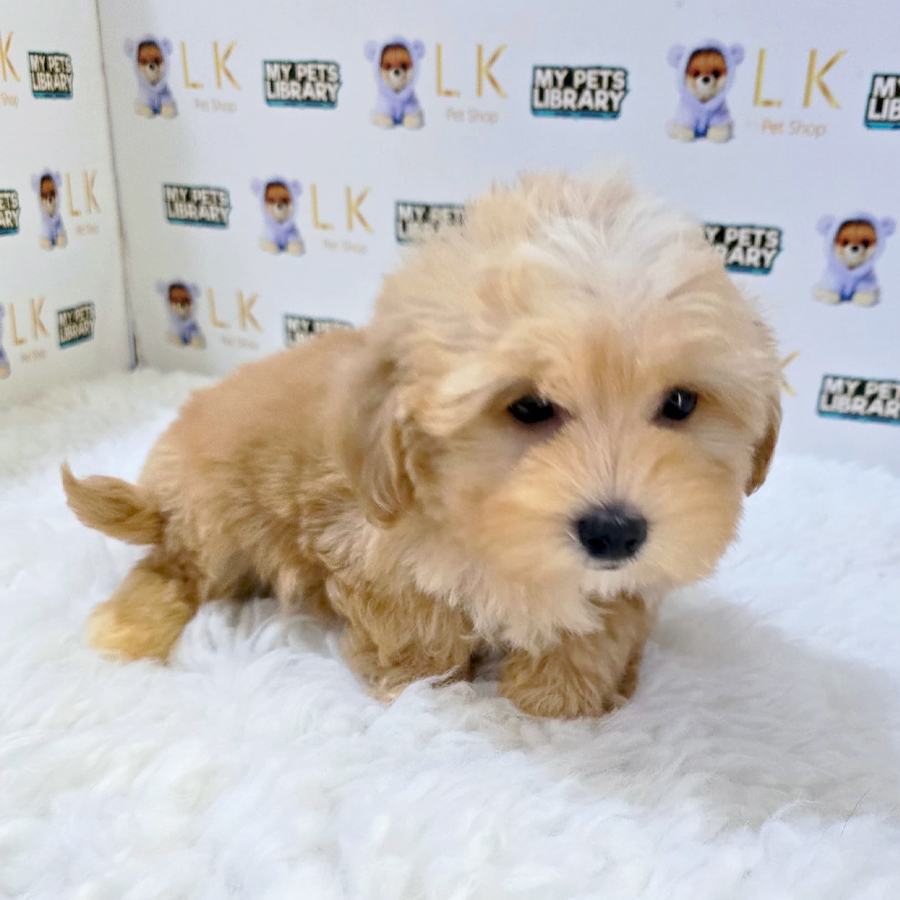 Maltipoo Puppy (Male) For Sale